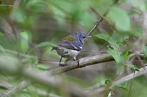 054 Warbler, Northern Parula, 2023-05201828 Mount Auburn Cemetery, MA